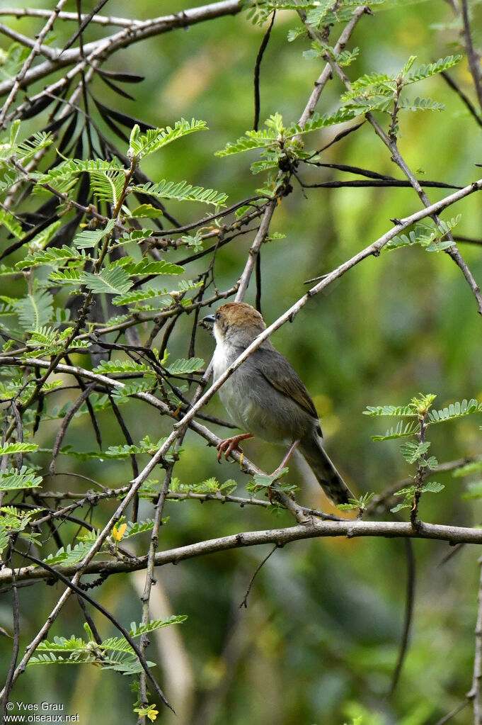 Carruthers's Cisticola