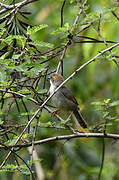 Carruthers's Cisticola