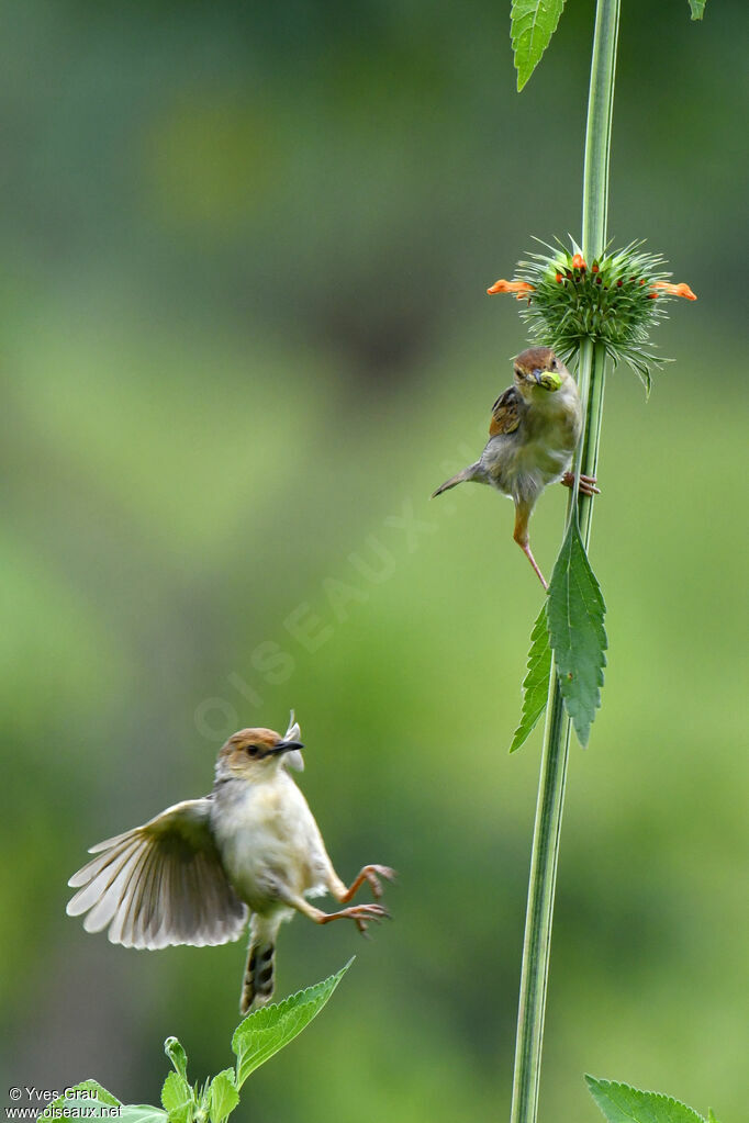 Carruthers's Cisticola