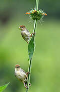 Carruthers's Cisticola