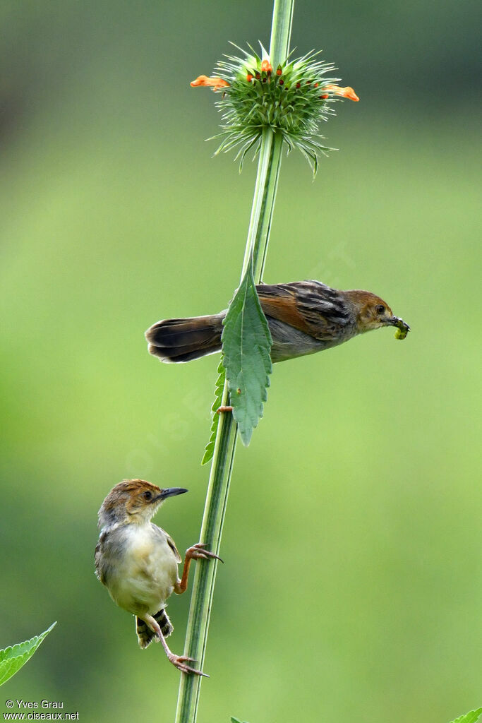 Carruthers's Cisticola