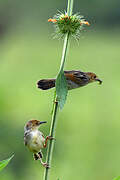 Carruthers's Cisticola