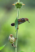 Carruthers's Cisticola