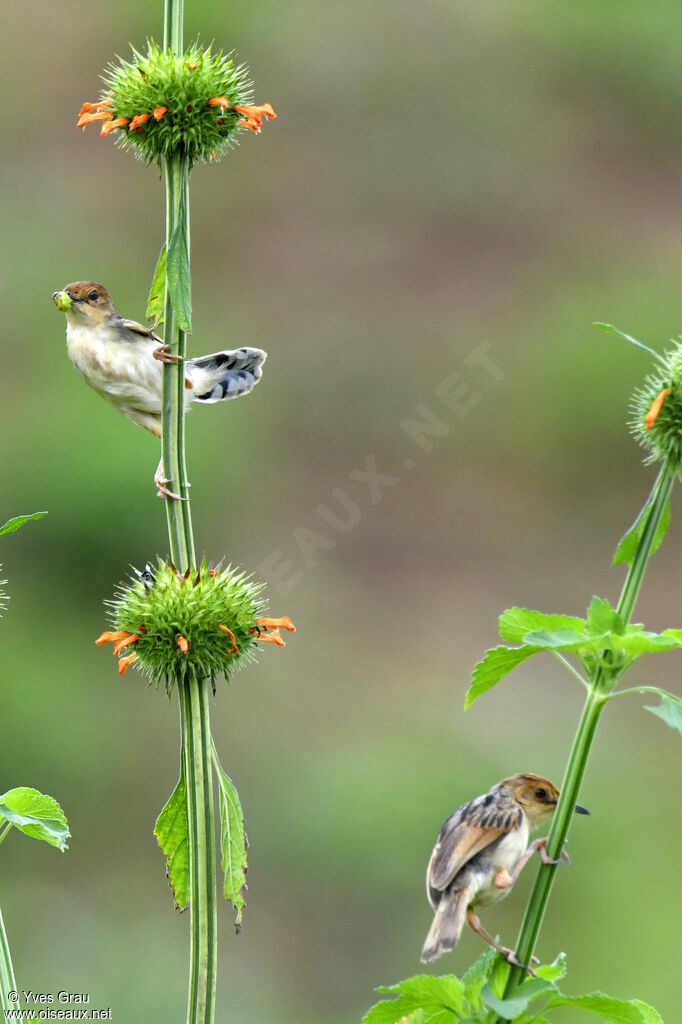 Carruthers's Cisticola