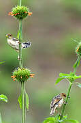 Carruthers's Cisticola