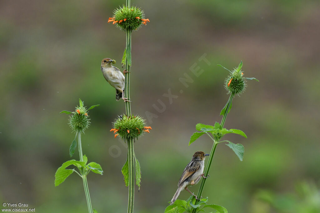 Carruthers's Cisticola