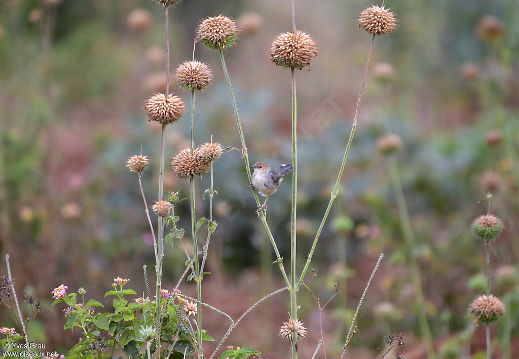 Carruthers's Cisticola