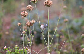 Carruthers's Cisticola