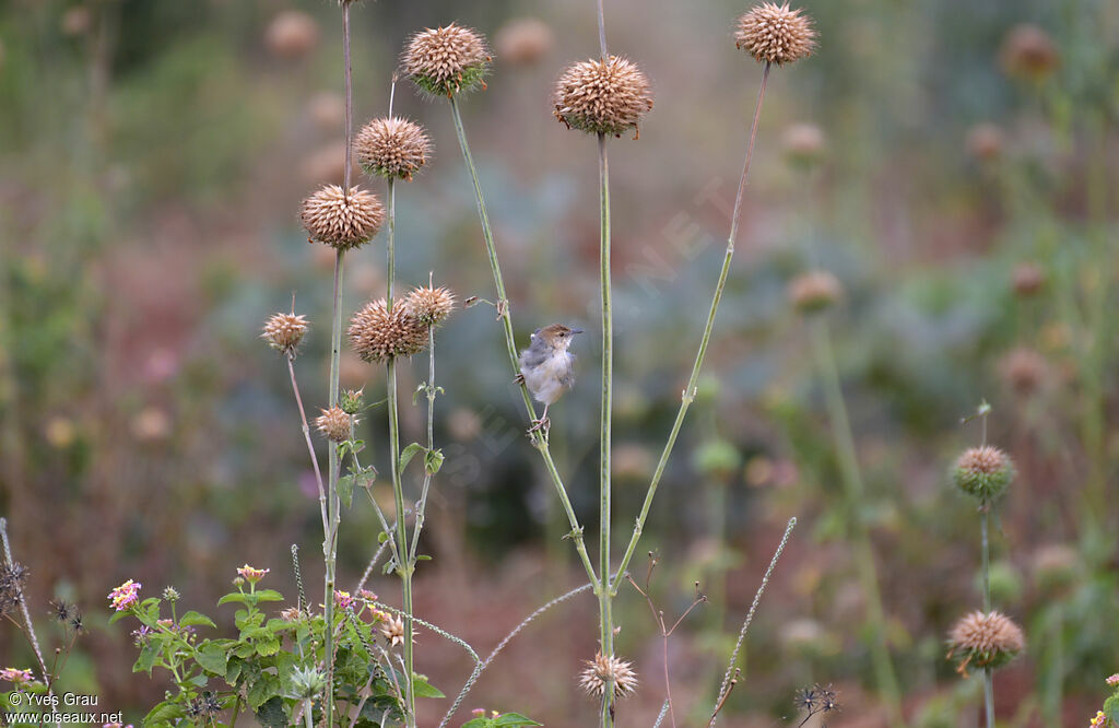 Carruthers's Cisticola