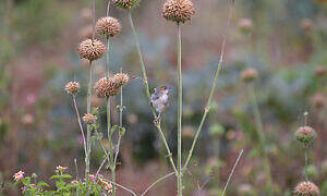 Carruthers's Cisticola