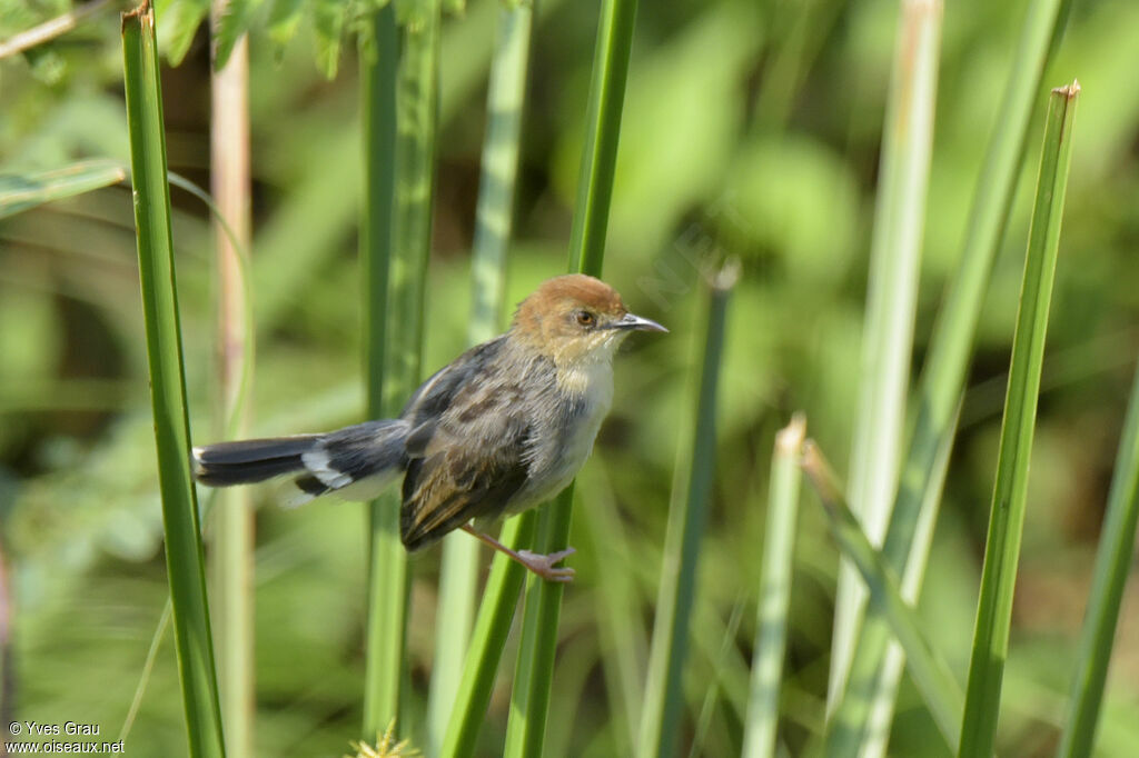 Carruthers's Cisticola