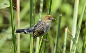 Carruthers's Cisticola