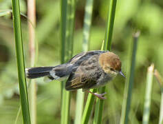 Carruthers's Cisticola