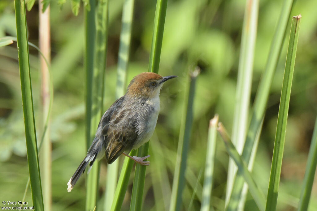 Carruthers's Cisticola