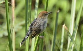 Carruthers's Cisticola