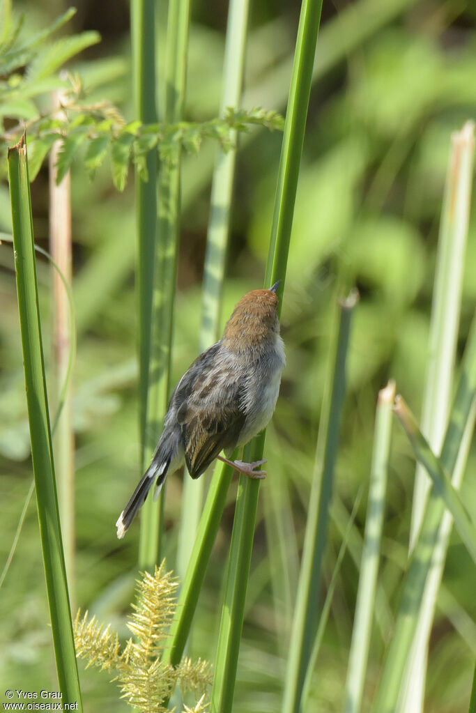 Carruthers's Cisticola