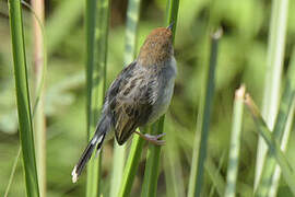 Carruthers's Cisticola