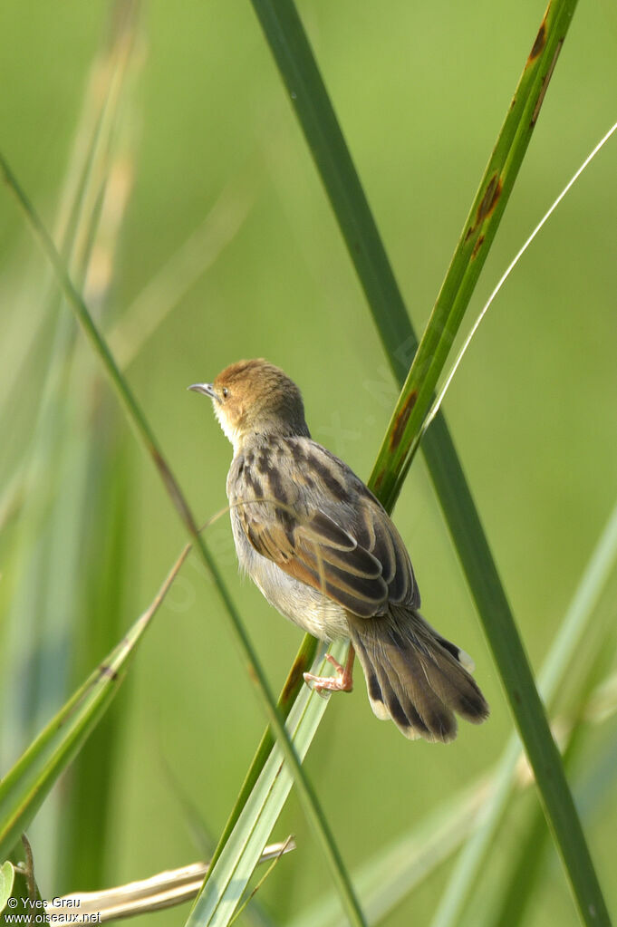 Carruthers's Cisticola