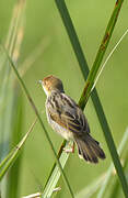 Carruthers's Cisticola