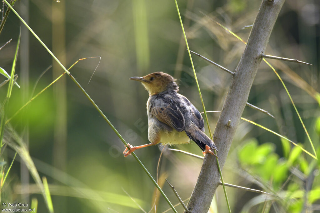 Carruthers's Cisticola