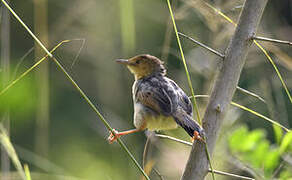 Carruthers's Cisticola