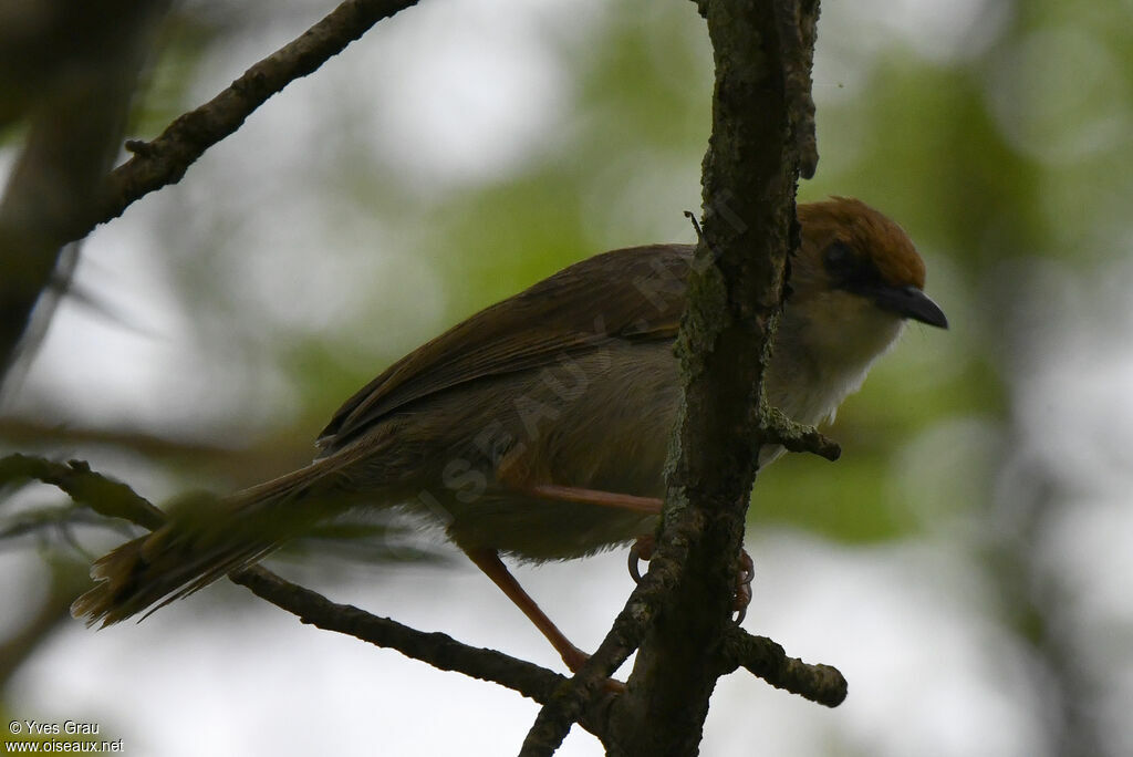 Carruthers's Cisticola