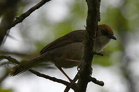 Carruthers's Cisticola