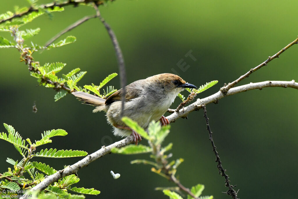 Chubb's Cisticola