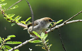 Chubb's Cisticola