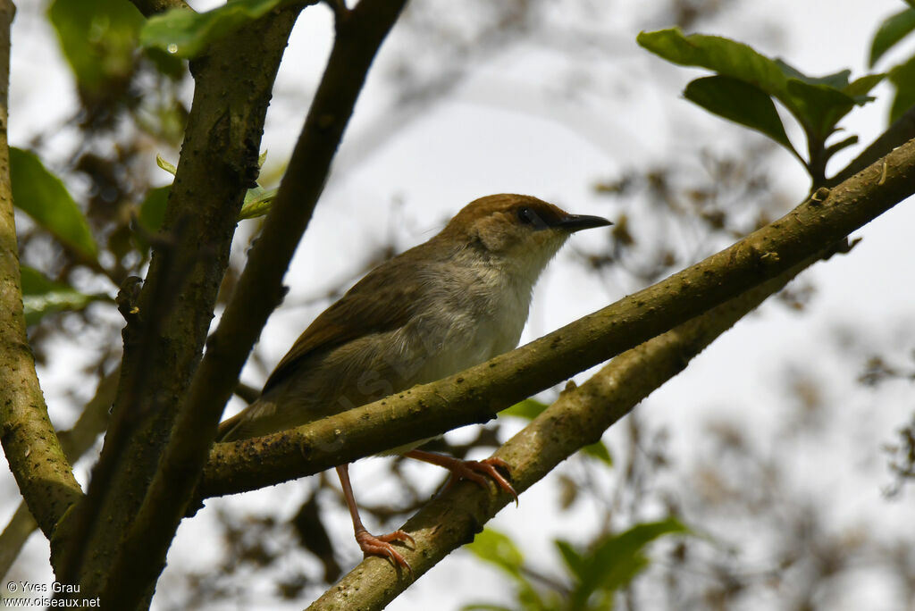 Chubb's Cisticola