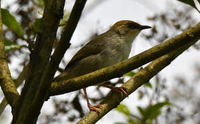 Chubb's Cisticola