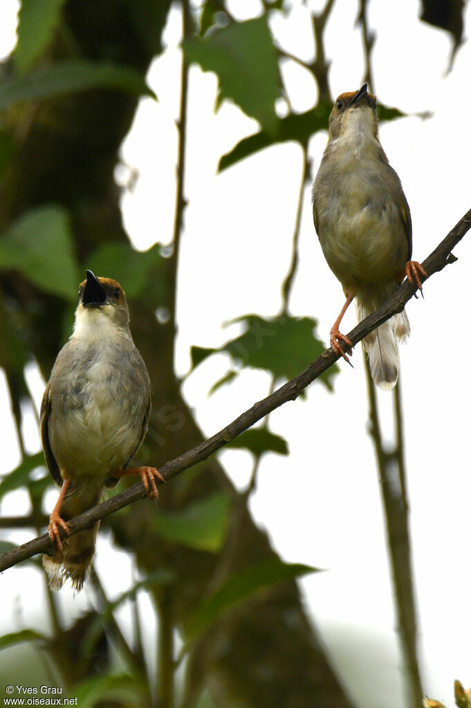 Chubb's Cisticola