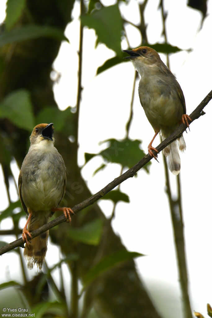 Chubb's Cisticola