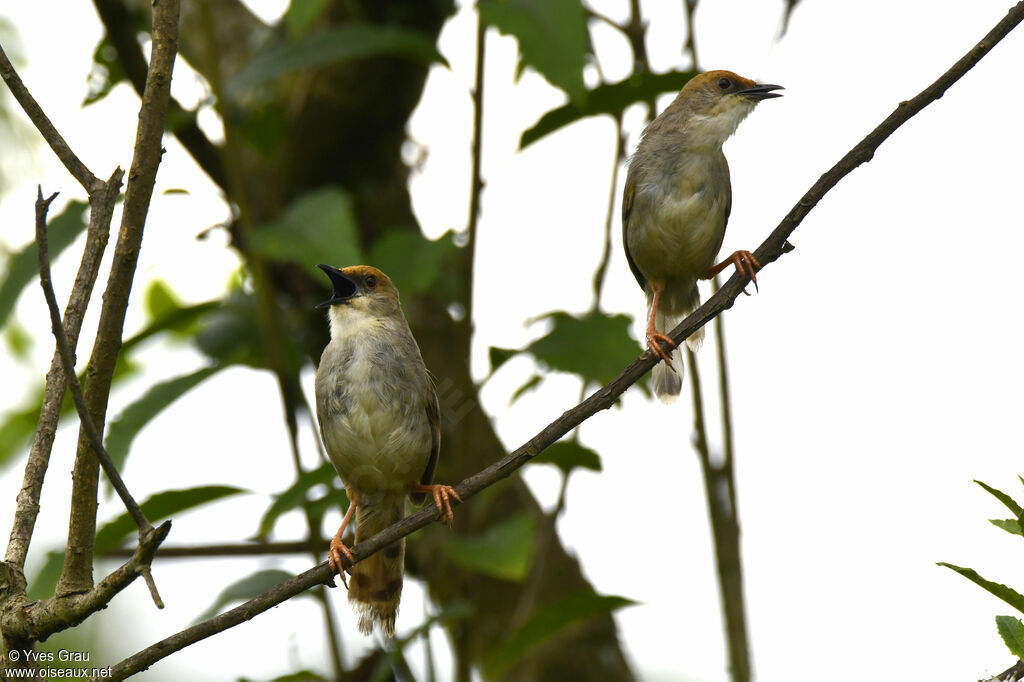 Chubb's Cisticola