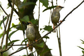 Chubb's Cisticola