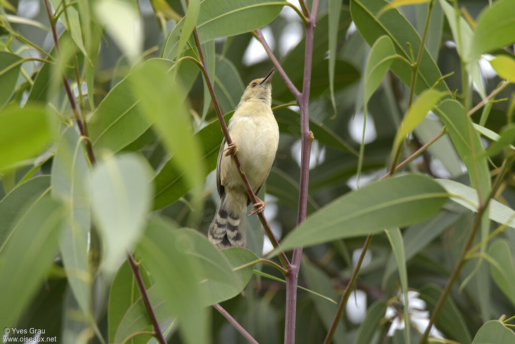 Trilling Cisticola