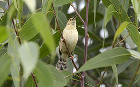 Trilling Cisticola