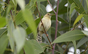 Trilling Cisticola