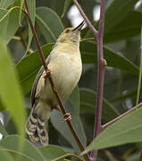 Trilling Cisticola