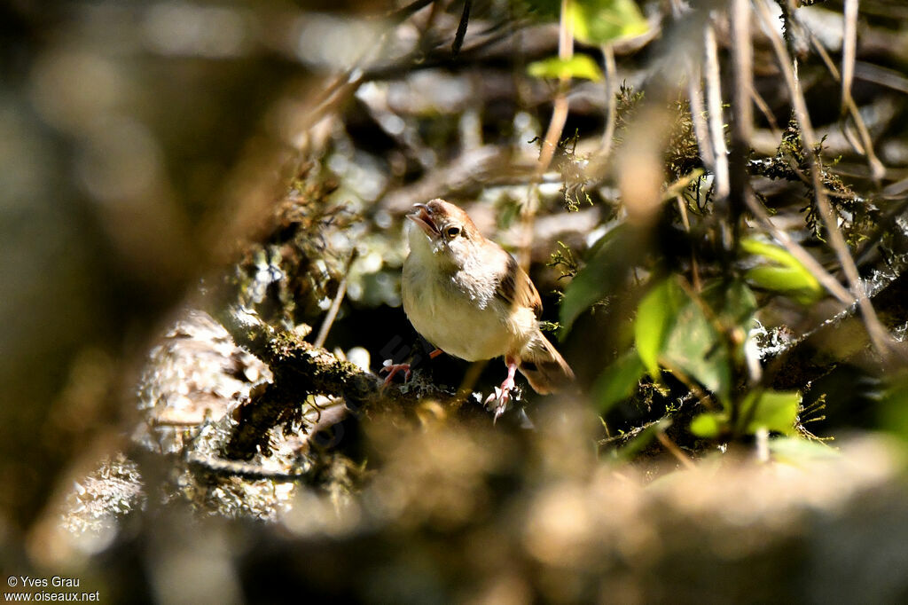 Trilling Cisticola