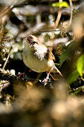 Trilling Cisticola