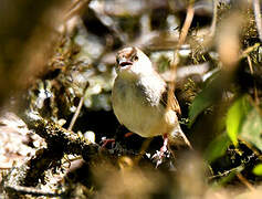 Trilling Cisticola