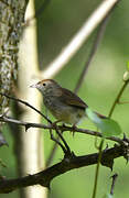 Trilling Cisticola