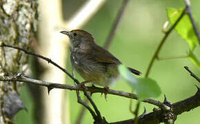 Trilling Cisticola