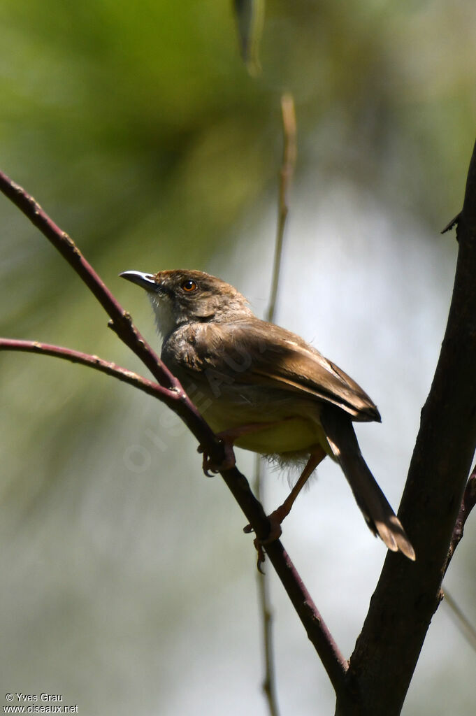 Trilling Cisticola