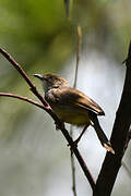 Trilling Cisticola