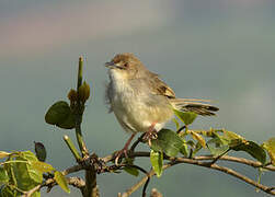 Trilling Cisticola