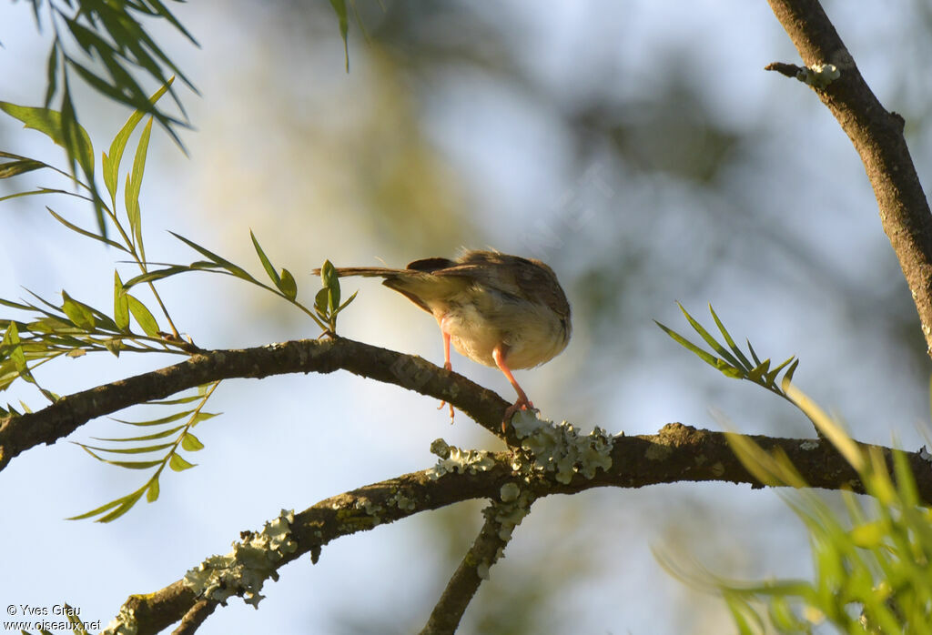 Trilling Cisticola