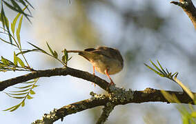 Trilling Cisticola