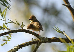 Trilling Cisticola